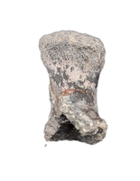 Phytosaur Toe