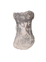 Phytosaur Toe