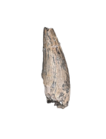 Metoposaur (Anaschisma) Tooth, Chinle Formation