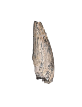 Metoposaur (Anaschisma) Tooth, Chinle Formation