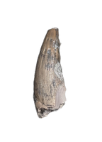 Metoposaur (Anaschisma) Tooth, Chinle Formation