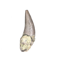 Metoposaur (Anaschisma) Tooth, Chinle Formation