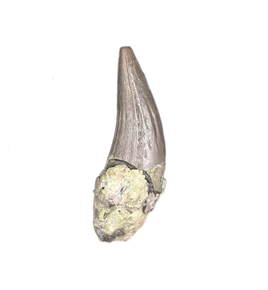 Metoposaur (Anaschisma) Tooth, Chinle Formation