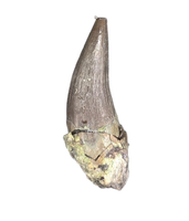 Metoposaur (Anaschisma) Tooth, Chinle Formation