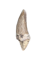 Metoposaur (Anaschisma) Tooth, Chinle Formation