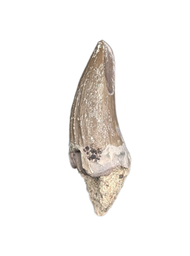 Metoposaur (Anaschisma) Tooth, Chinle Formation