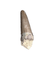 Metoposaur (Anaschisma) Tooth, Chinle Formation