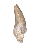 Metoposaur (Anaschisma) Tooth, Chinle Formation