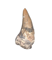 Metoposaur (Anaschisma) Tooth, Chinle Formation