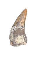 Metoposaur (Anaschisma) Tooth, Chinle Formation