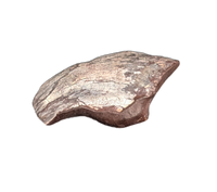 Theropod Claw, Mid Jurassic of Africa