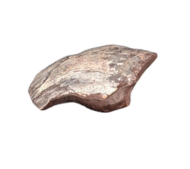 Theropod Claw, Mid Jurassic of Africa