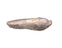 Theropod Claw, Mid Jurassic of Africa