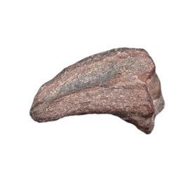 Theropod Claw, Mid Jurassic of Africa