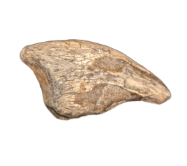 Theropod Claw, Mid Jurassic of Africa