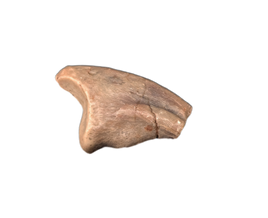 Theropod Claw, Mid Jurassic of Africa