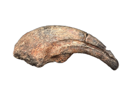 Undescribed Theropod Hand Claw, Elrhaz Formation