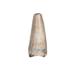 Unknown Archosaur Tooth (Crocodylomorph?) Chinle Formation