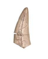 Rauisuchid Tooth, Chinle Formation