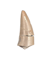 Rauisuchid Tooth, Chinle Formation