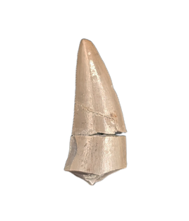 Rauisuchid Tooth, Chinle Formation