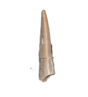 Rauisuchid Tooth, Chinle Formation