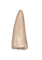 Aquatic Reptile (Plesiosaur?) Tooth, Chinle Formation