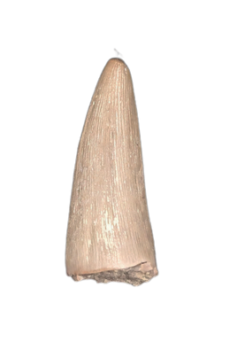 Aquatic Reptile (Plesiosaur?) Tooth, Chinle Formation