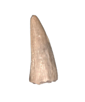 Aquatic Reptile (Plesiosaur?) Tooth, Chinle Formation