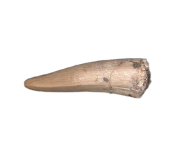 Aquatic Reptile (Plesiosaur?) Tooth, Chinle Formation