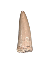 Aquatic Reptile (Plesiosaur?) Tooth, Chinle Formation