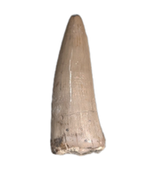 Aquatic Reptile (Plesiosaur?) Tooth, Chinle Formation