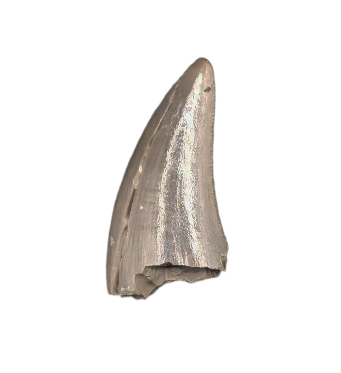 Dinosaur Tooth, Chinle Formation| The Daily Rex