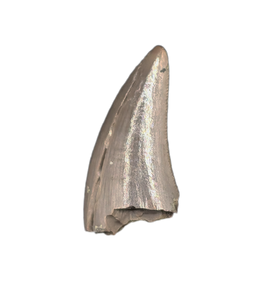 Dinosaur Tooth, Chinle Formation