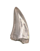 Dinosaur Tooth, Chinle Formation