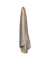 Dinosaur Tooth, Chinle Formation