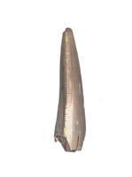 Dinosaur Tooth, Chinle Formation