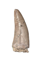 Herrerasaurid? Tooth, Chinle Formation