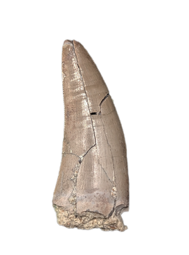 Herrerasaurid? Tooth, Chinle Formation