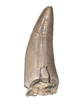 Herrerasaurid? Tooth, Chinle Formation