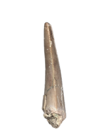 Herrerasaurid? Tooth, Chinle Formation