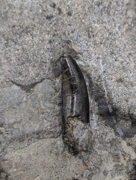 Theropod Tooth, Lourinha Formation, Portugal