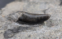 Theropod Tooth, Lourinha Formation, Portugal