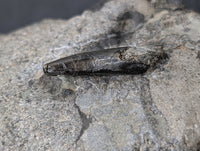 Theropod Tooth, Lourinha Formation, Portugal