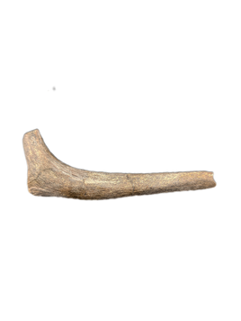 Hypacrosaurus Rib, Two Medicine Formation