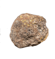 Ceratopsian Occipital Condyle, Judith River Formation