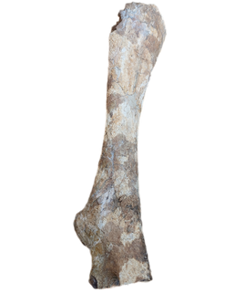 Thescelosaurus Pubis