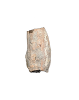 Partial Ichthyosaurus communis Tooth. Early Jurassic Period, England.