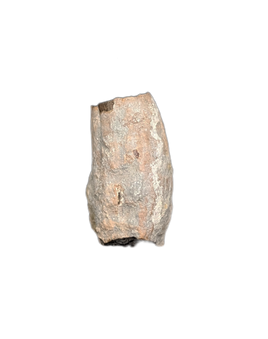 Partial Ichthyosaurus communis Tooth. Early Jurassic Period, England.