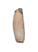 Ichthyosaurus communis Tooth. Early Jurassic Period, England.